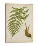Fern Trio Iii - Vision Studio | Cuadro decorativo de Canvas Lab