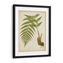 Fern Trio Iii - Vision Studio | Cuadro decorativo de Canvas Lab
