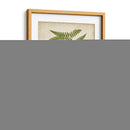 Fern Trio Iii - Vision Studio | Cuadro decorativo de Canvas Lab