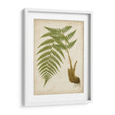 Fern Trio Iii - Vision Studio | Cuadro decorativo de Canvas Lab