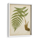 Fern Trio Iii - Vision Studio | Cuadro decorativo de Canvas Lab
