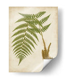 Fern Trio Iii - Vision Studio | Cuadro decorativo de Canvas Lab