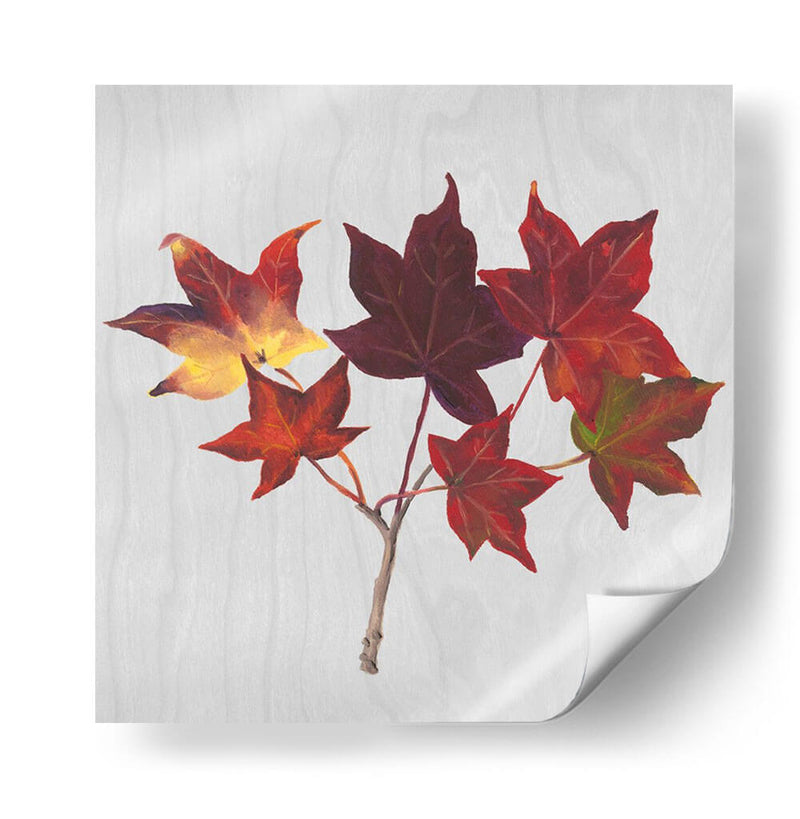 Hojas De Otoño I - Dianne Miller | Cuadro decorativo de Canvas Lab