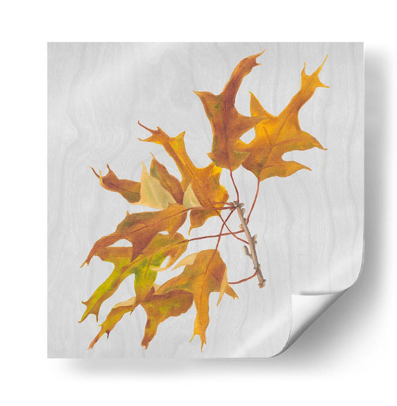 Hojas De Otoño Iii - Dianne Miller | Cuadro decorativo de Canvas Lab