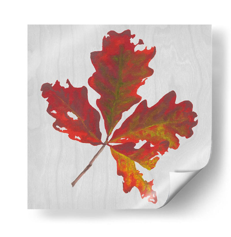 Hojas De Otoño V - Dianne Miller | Cuadro decorativo de Canvas Lab