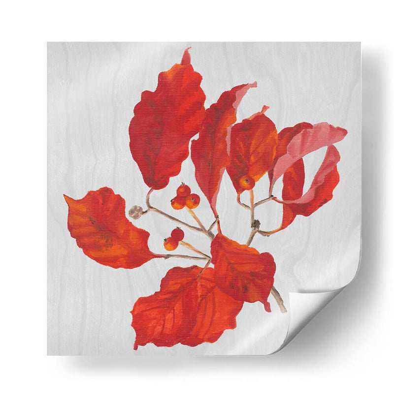 Hojas De Otoño Vi - Dianne Miller | Cuadro decorativo de Canvas Lab