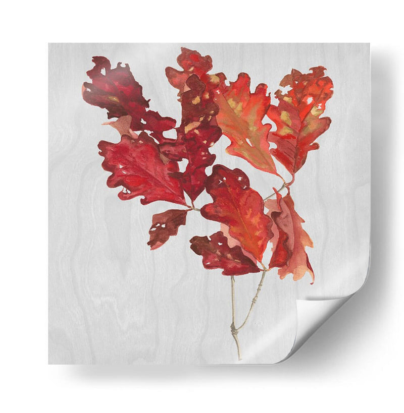 Hojas De Otoño Viii - Dianne Miller | Cuadro decorativo de Canvas Lab