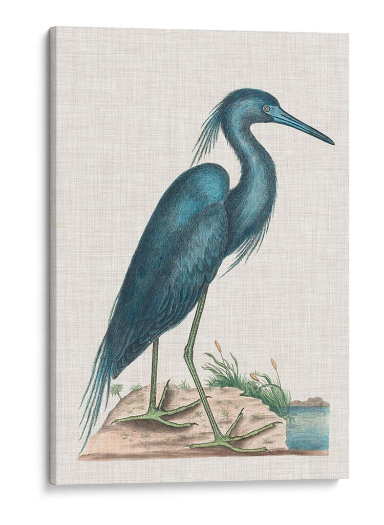 Catesby Heron Ii - Mark Catesby | Cuadro decorativo de Canvas Lab