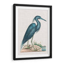 Catesby Heron Ii - Mark Catesby | Cuadro decorativo de Canvas Lab