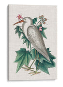 Catesby Heron Iii - Mark Catesby | Cuadro decorativo de Canvas Lab