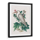 Catesby Heron Iii - Mark Catesby | Cuadro decorativo de Canvas Lab