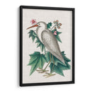 Catesby Heron Iii - Mark Catesby | Cuadro decorativo de Canvas Lab
