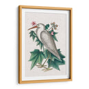 Catesby Heron Iii - Mark Catesby | Cuadro decorativo de Canvas Lab