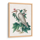 Catesby Heron Iii - Mark Catesby | Cuadro decorativo de Canvas Lab