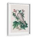 Catesby Heron Iii - Mark Catesby | Cuadro decorativo de Canvas Lab