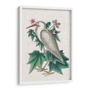 Catesby Heron Iii - Mark Catesby | Cuadro decorativo de Canvas Lab