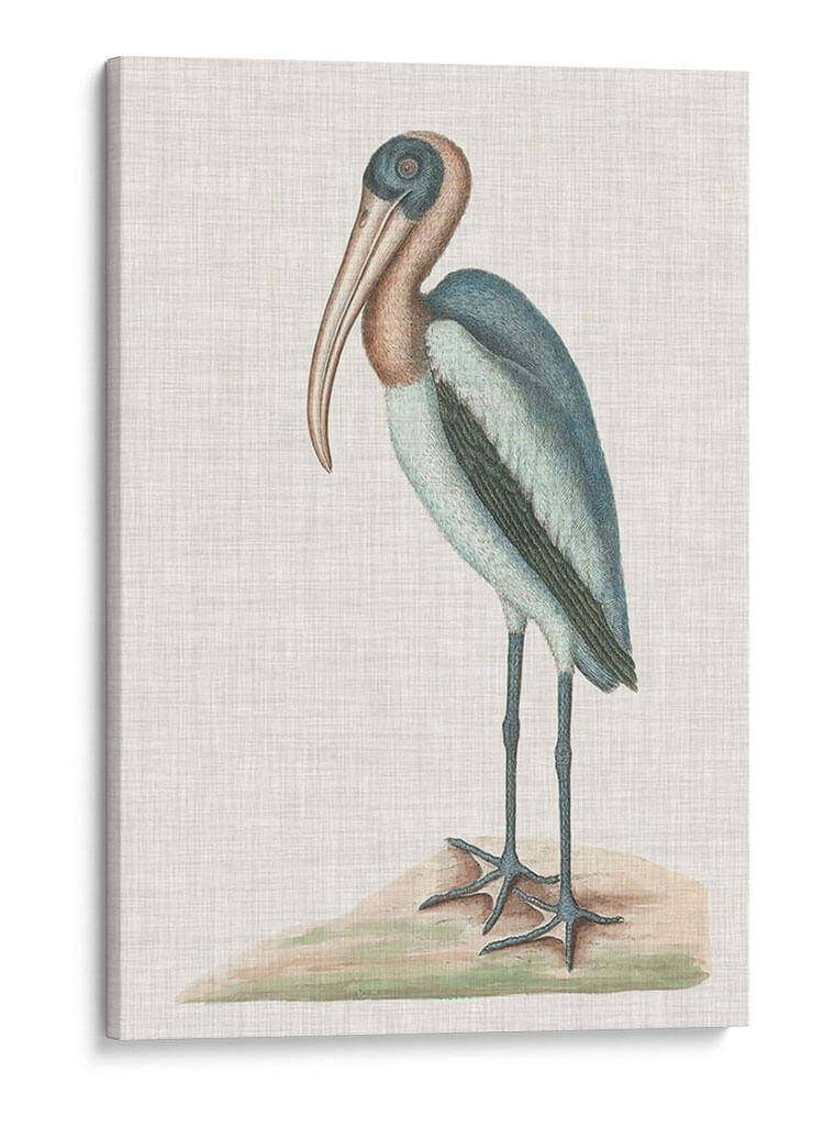 Catesby Heron Iv - Mark Catesby | Cuadro decorativo de Canvas Lab