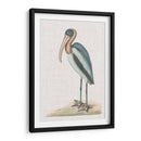 Catesby Heron Iv - Mark Catesby | Cuadro decorativo de Canvas Lab