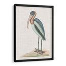 Catesby Heron Iv - Mark Catesby | Cuadro decorativo de Canvas Lab