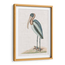 Catesby Heron Iv - Mark Catesby | Cuadro decorativo de Canvas Lab