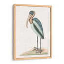 Catesby Heron Iv - Mark Catesby | Cuadro decorativo de Canvas Lab