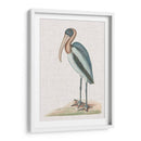 Catesby Heron Iv - Mark Catesby | Cuadro decorativo de Canvas Lab