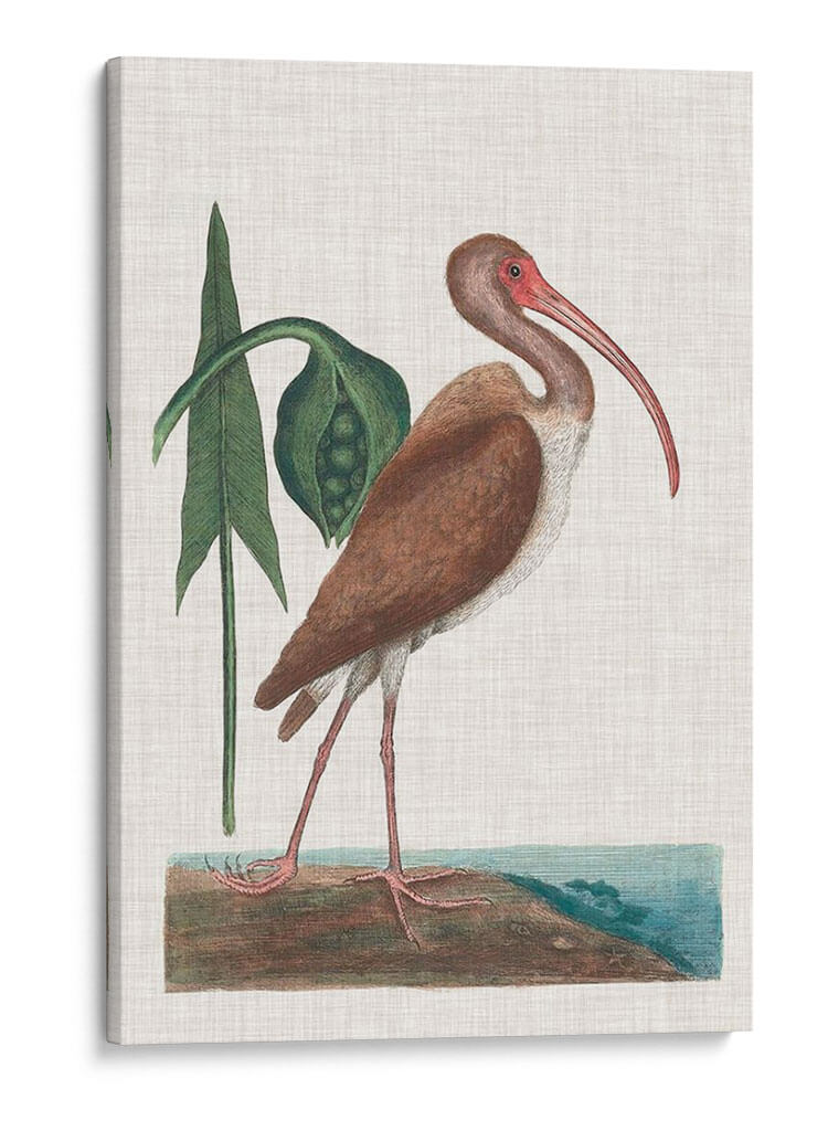 Catesby Garon V - Mark Catesby | Cuadro decorativo de Canvas Lab