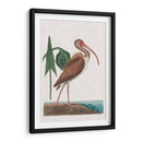 Catesby Garon V - Mark Catesby | Cuadro decorativo de Canvas Lab