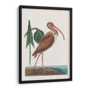 Catesby Garon V - Mark Catesby | Cuadro decorativo de Canvas Lab