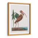 Catesby Garon V - Mark Catesby | Cuadro decorativo de Canvas Lab