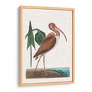 Catesby Garon V - Mark Catesby | Cuadro decorativo de Canvas Lab