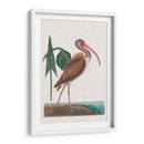 Catesby Garon V - Mark Catesby | Cuadro decorativo de Canvas Lab