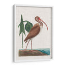 Catesby Garon V - Mark Catesby | Cuadro decorativo de Canvas Lab