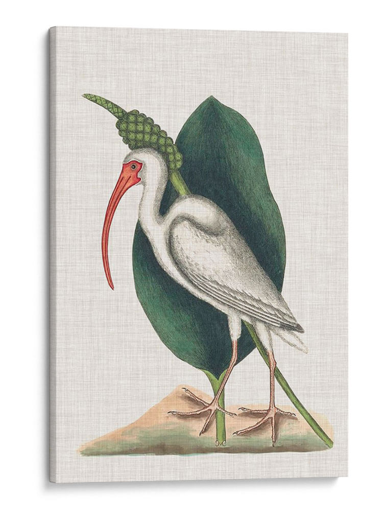 Catesby Heron Vi - Mark Catesby | Cuadro decorativo de Canvas Lab