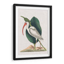 Catesby Heron Vi - Mark Catesby | Cuadro decorativo de Canvas Lab