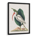 Catesby Heron Vi - Mark Catesby | Cuadro decorativo de Canvas Lab