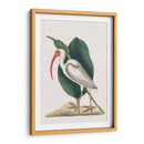 Catesby Heron Vi - Mark Catesby | Cuadro decorativo de Canvas Lab