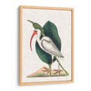 Catesby Heron Vi - Mark Catesby | Cuadro decorativo de Canvas Lab
