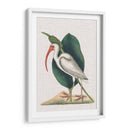 Catesby Heron Vi - Mark Catesby | Cuadro decorativo de Canvas Lab