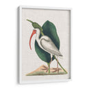 Catesby Heron Vi - Mark Catesby | Cuadro decorativo de Canvas Lab