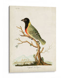 Tanager De Capital - John Latham | Cuadro decorativo de Canvas Lab