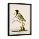 Tanager De Capital - John Latham | Cuadro decorativo de Canvas Lab