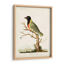 Tanager De Capital - John Latham | Cuadro decorativo de Canvas Lab