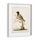Tanager De Capital - John Latham | Cuadro decorativo de Canvas Lab