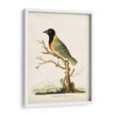 Tanager De Capital - John Latham | Cuadro decorativo de Canvas Lab