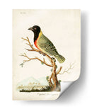 Tanager De Capital - John Latham | Cuadro decorativo de Canvas Lab