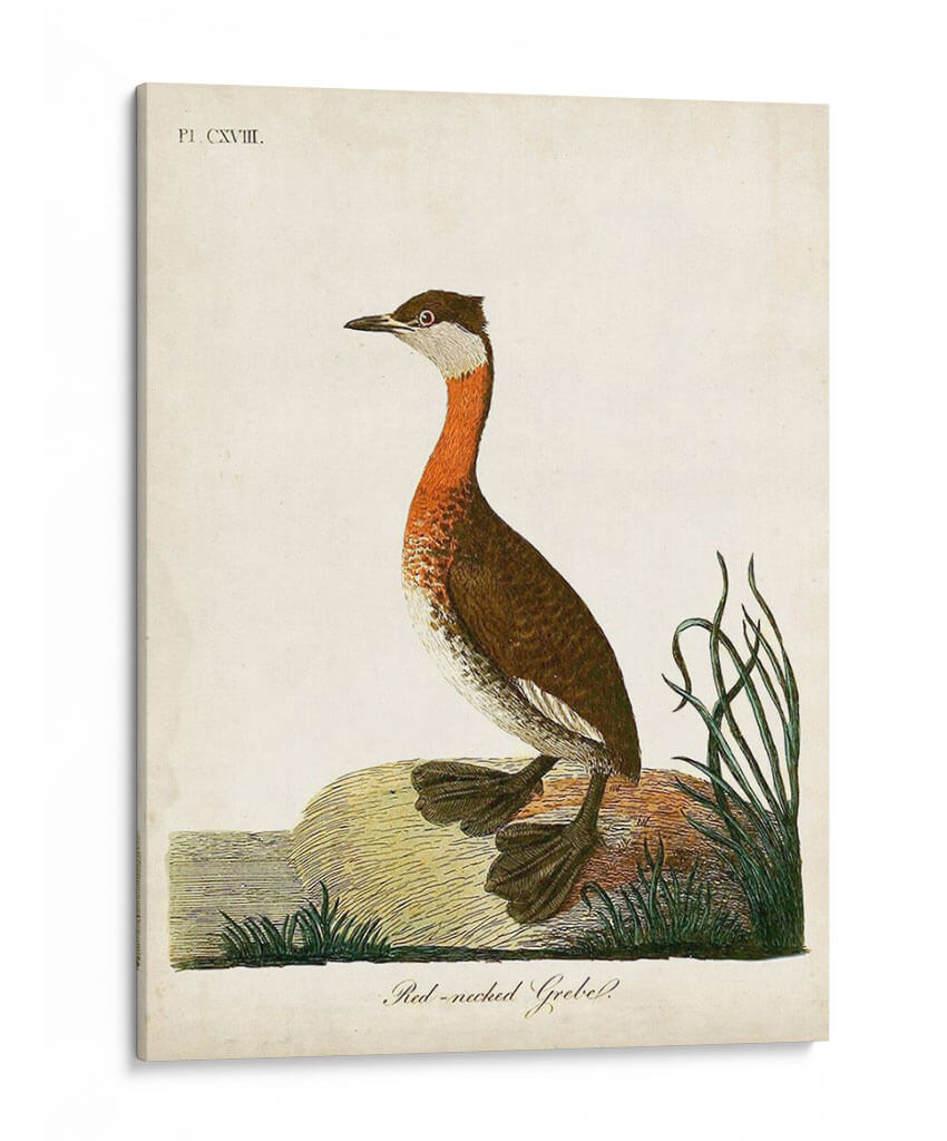 Grebe De Cuello Rojo - John Latham | Cuadro decorativo de Canvas Lab