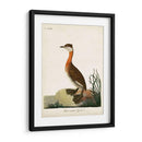 Grebe De Cuello Rojo - John Latham | Cuadro decorativo de Canvas Lab