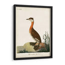 Grebe De Cuello Rojo - John Latham | Cuadro decorativo de Canvas Lab