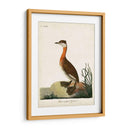 Grebe De Cuello Rojo - John Latham | Cuadro decorativo de Canvas Lab